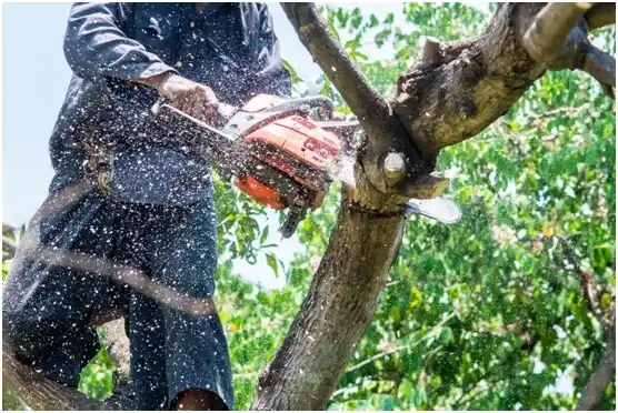 tree services Philippi